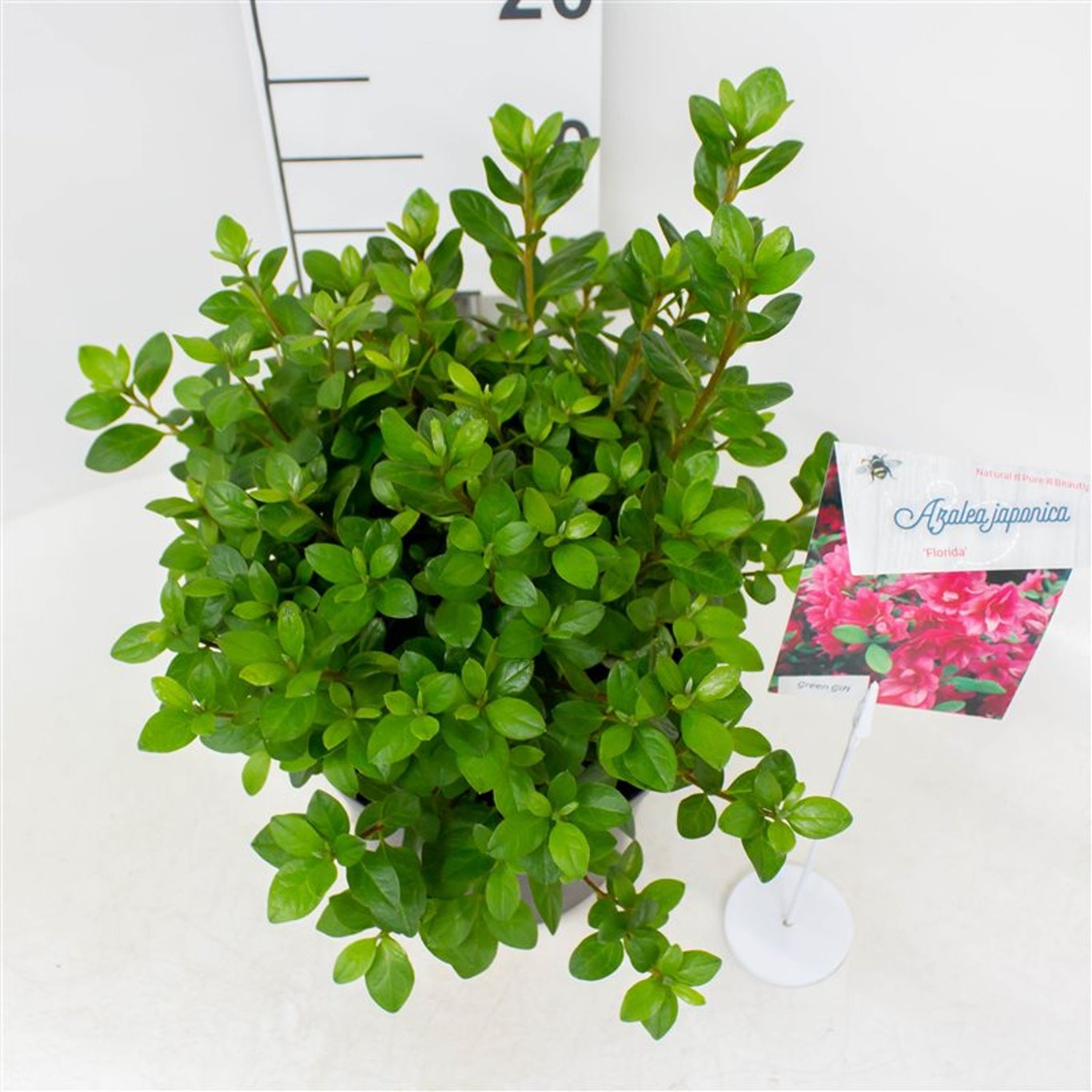 Rhododendron – Rhododendron (AJ); 'Florida' - C4 25-30 CM